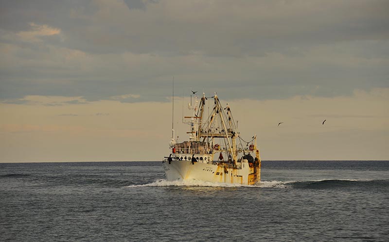 北海道 枝幸町 岩谷さん家の船の 肉厚 ホッケ フライ (1kg)