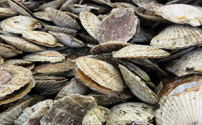 【小分け】甘みたっぷり！冷凍ほたて貝柱500g×3パック（4Sサイズ）【枝幸ほたて】山武水産 北海道 冷凍 貝柱 刺身 大 魚介 海 オホーツク 帆立