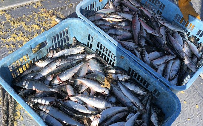 北隆丸 にしん半身 2種セット1.8kg（18～24枚）塩麹漬・西京漬［300g（3～4枚入）×各4P］オホーツク枝幸産