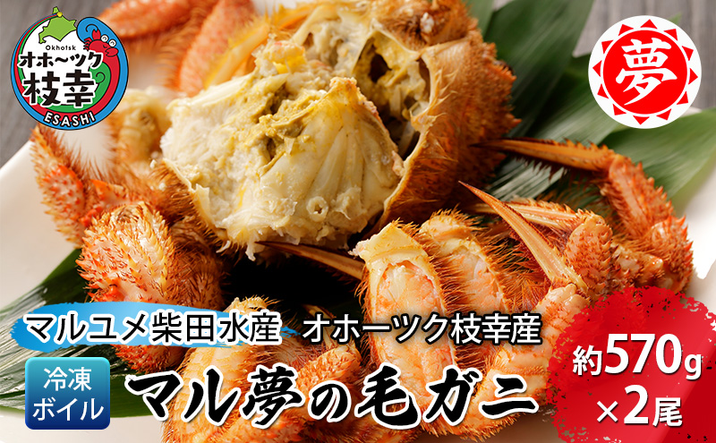 オホーツク枝幸産 マル夢の毛ガニ約570g×2尾【冷凍ボイル】柴田水産【 枝幸産 毛ガニ 蟹 かに カニ 北海道 オホーツク 枝幸 】