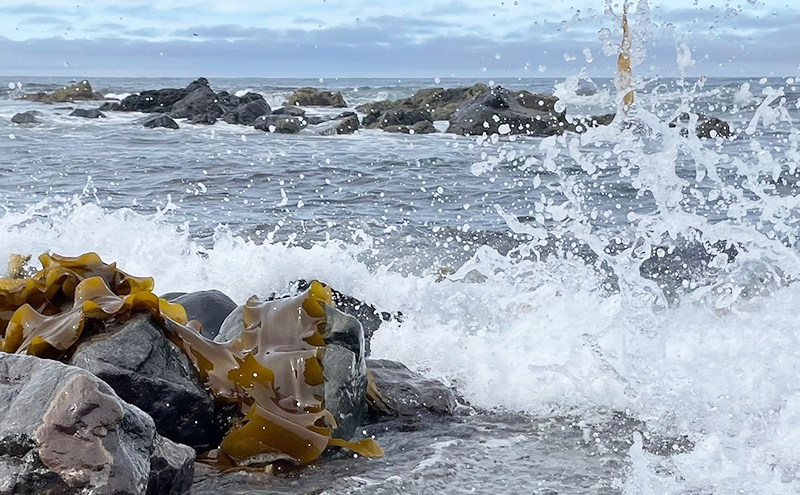 北海道 礼文町 棹前 昆布 100g×3パック 昆布 煮昆布 こんぶ 乾物
