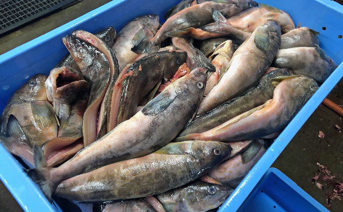 北海道礼文島産  開き根ほっけ（400g以上）×7枚