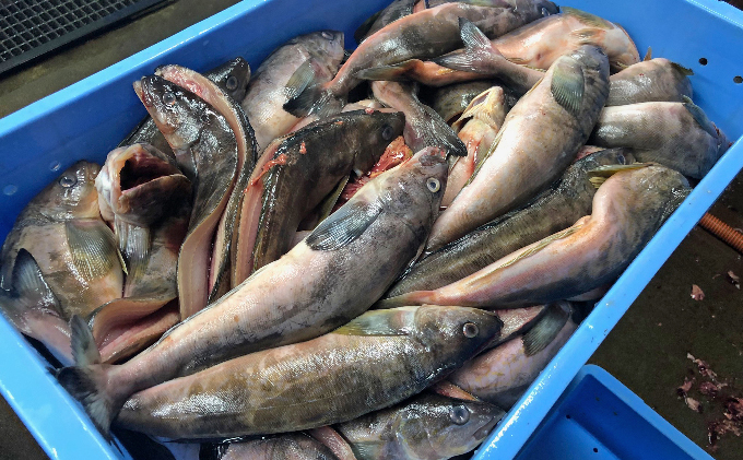 北海道礼文島産　開きほっけ（350g以上）×8枚