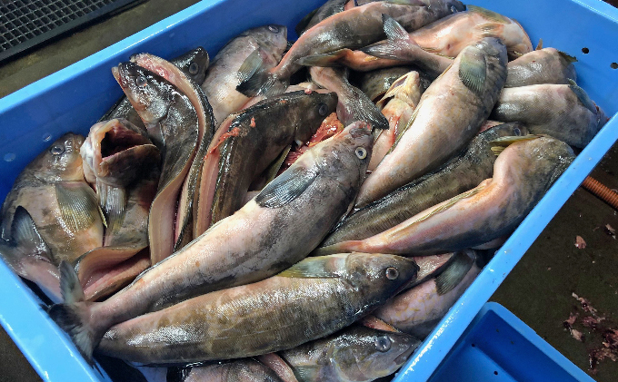 北海道礼文島産　開きほっけ（2枚入）×3【3ヶ月定期便】