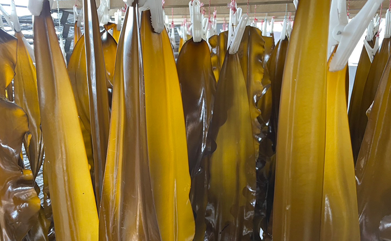 北海道 礼文町 棹前 昆布 100g×3パック 昆布 煮昆布 こんぶ 乾物