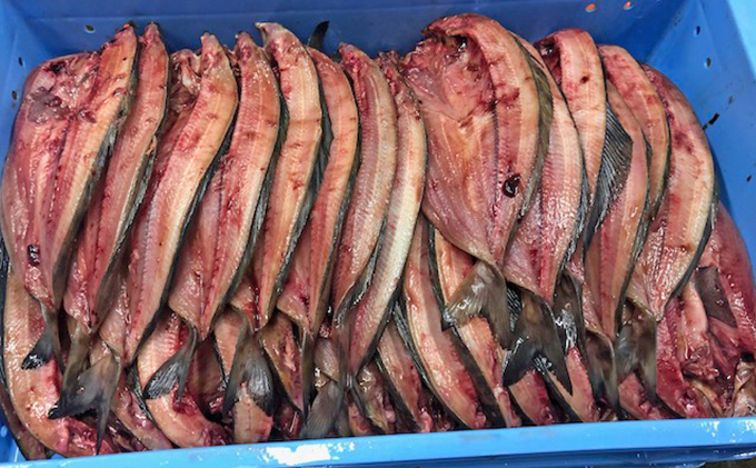 北海道礼文島産　開きほっけ（350g以上）×8枚