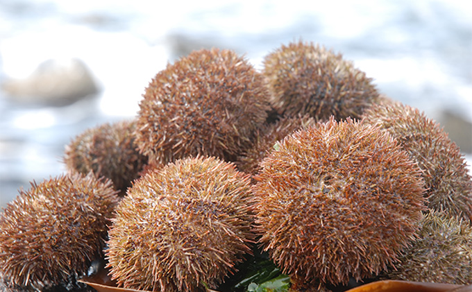 	蝦夷ばふんうに（蒸しうに）100g ×1缶 ウニ 雲丹 うに うに缶 北海道