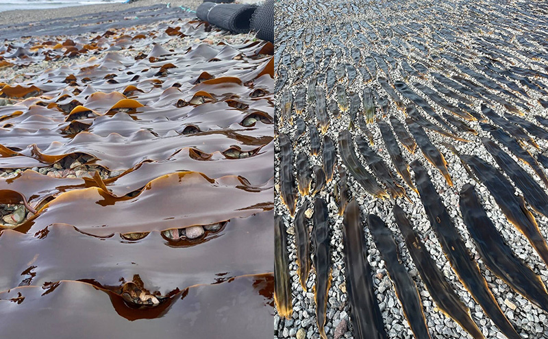 北海道 礼文島産 昆布〆 ムラサキウニ 100g