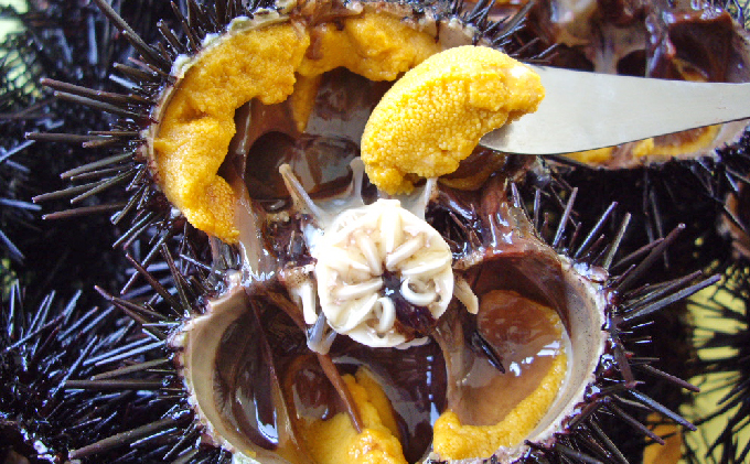 先行予約 北海道 礼文島産 新鮮生うに（ キタムラサキウニ ）40gと天然蒸しアワビ2個 魚貝類 雲丹 あわび