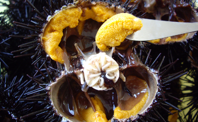 先行予約 北海道 礼文島産 新鮮生うに（ キタムラサキウニ ）40g×2個 ウニ 雲丹 魚貝類 80g