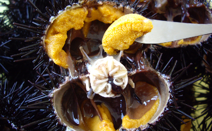 先行予約 北海道 礼文島産 新鮮生うに（ キタムラサキウニ ）80g×2個 ウニ 雲丹