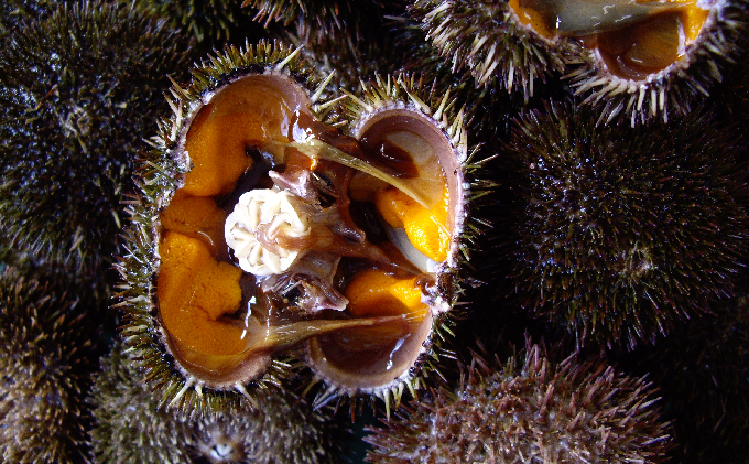 先行予約 北海道 礼文島産 新鮮生うに（ エゾバフンウニ）40g×2個 ウニ 雲丹 魚貝類 80g