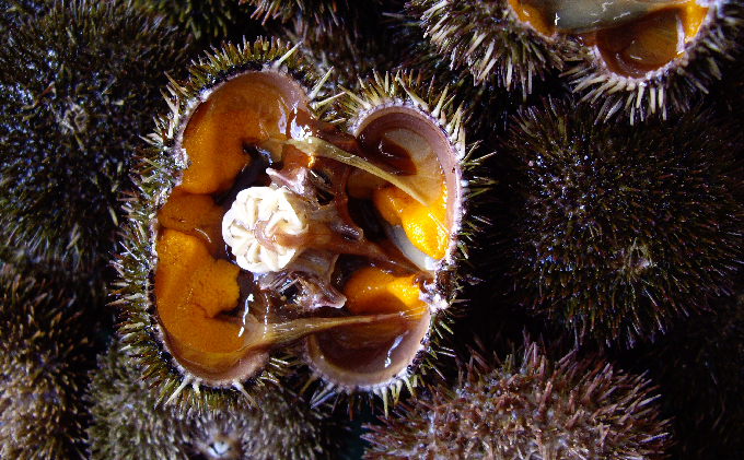 先行予約 北海道 礼文島産 新鮮生うに（ エゾバフンウニ）80g×2個 ウニ 雲丹 魚貝類