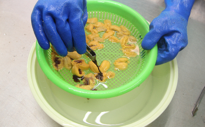 先行予約 北海道 礼文島産 新鮮生うに（ キタムラサキウニ ）40g×2個 ウニ 雲丹 魚貝類 80g