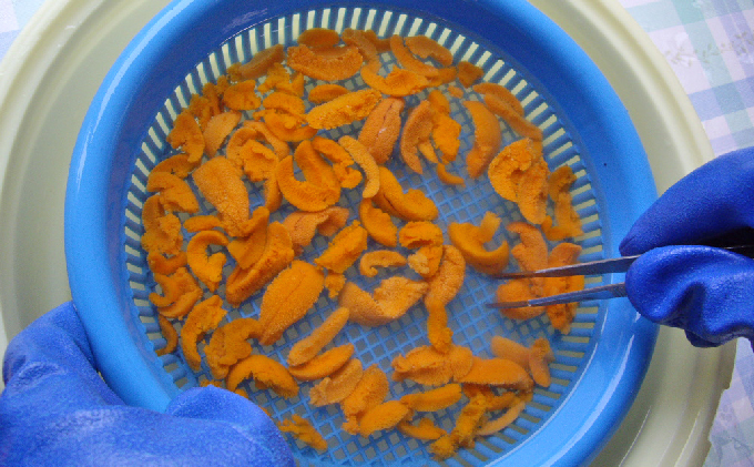 先行予約 北海道 礼文島産 新鮮生うに（ エゾバフンウニ）40g×2個 ウニ 雲丹 魚貝類 80g