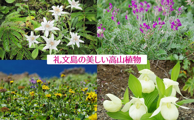 【礼文島リボンプロジェクト】北海道礼文島香深産 ほっけ三昧