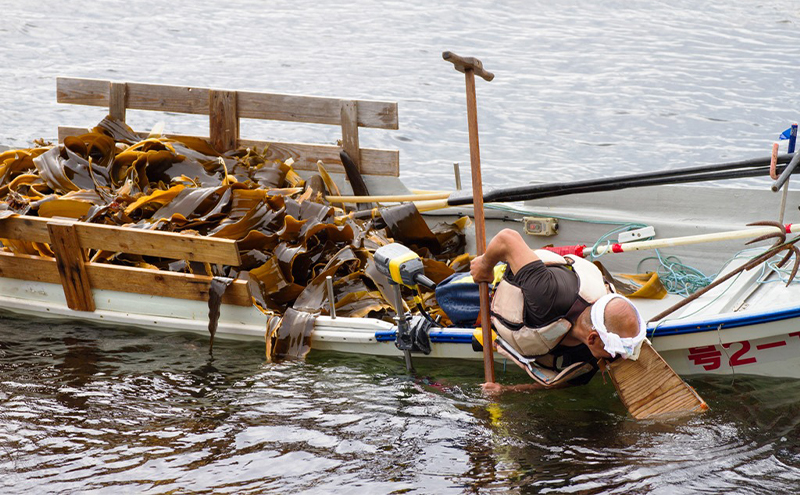 定期便 3ヵ月 北海道 礼文島産 天然 利尻だし昆布 170g×1袋　利尻昆布 昆布 こんぶ コンブ 出汁 だし だし昆布 礼文町