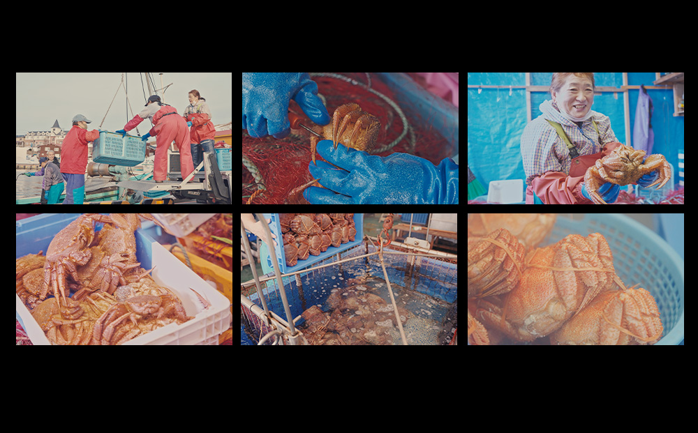 北海道 利尻・宗谷産 毛ガニ 中サイズ（600g前後）1尾＜利尻漁業協同組合＞