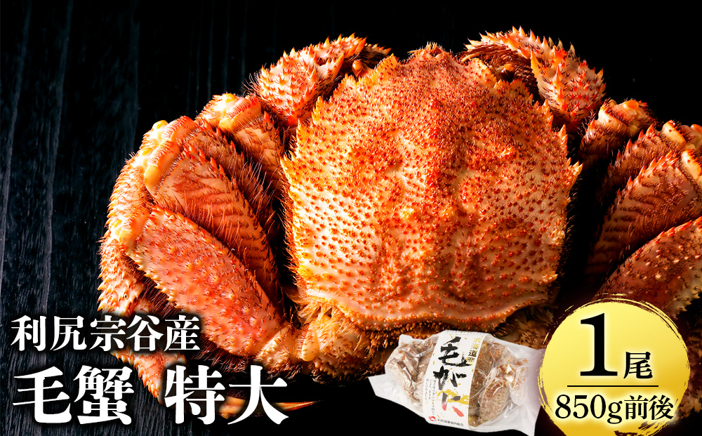 北海道 利尻・宗谷産 毛ガニ 特大サイズ（850g前後） 1尾＜利尻漁業協同組合＞