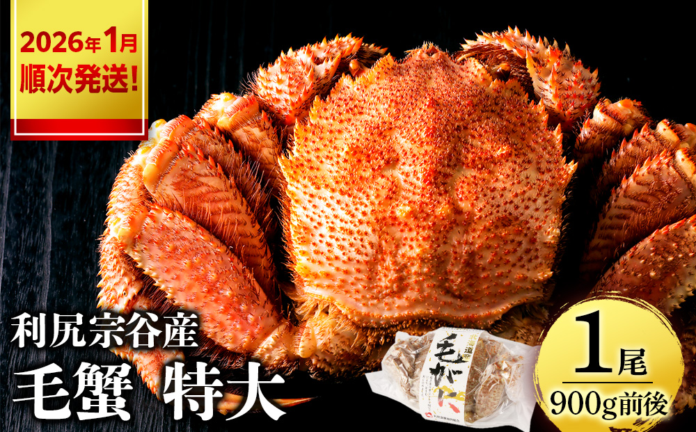 【2026年1月発送】 毛ガニ 特大（900g前後） 1尾＜利尻漁業協同組合＞