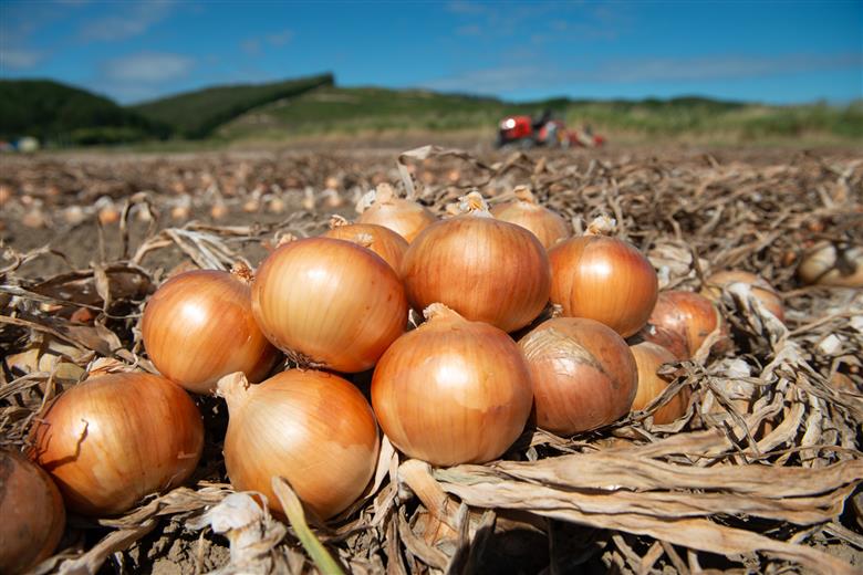 【数量限定訳あり品】玉ねぎＳサイズ・10kg（2025年12月上旬から順次発送）  BHRG147