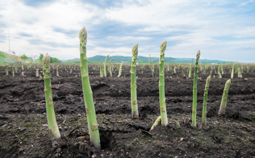[先行受付]2025年産 露地アスパラ M・Lサイズセット 約1kg【配送不可地域：離島】 BHRG014