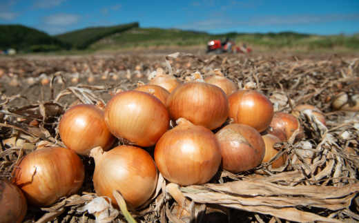 【令和7年産 先行受付】「数量限定訳あり品」玉ねぎMサイズ・20kg（2026年1月より順次発送） BHRG063