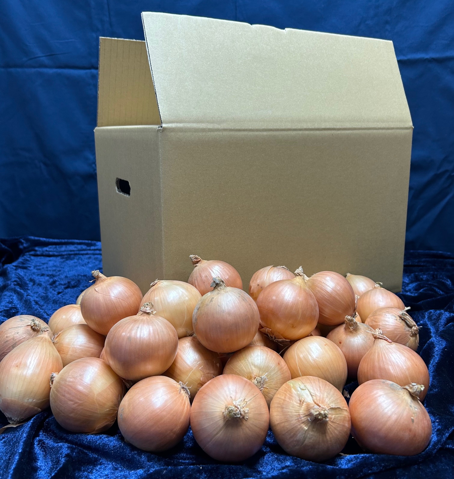 【数量限定訳あり品】玉ねぎＳサイズ・10kg（2025年12月上旬から順次発送）  BHRG147