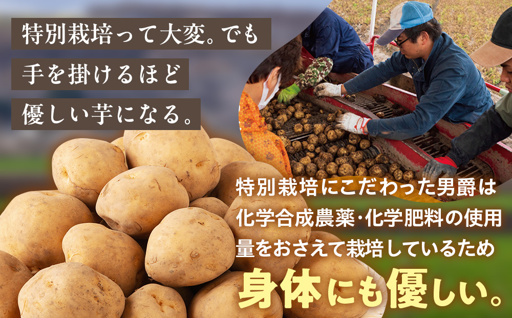 R8年産先行受付 じゃがいも 5kg 特別栽培（男爵） | ジャガイモ 芋 男爵 馬鈴薯 大容量 新鮮 野菜 煮物 カレー シチュー ポテト 保存 特産 産地直送 北海道 津別町 送料無料 5kg