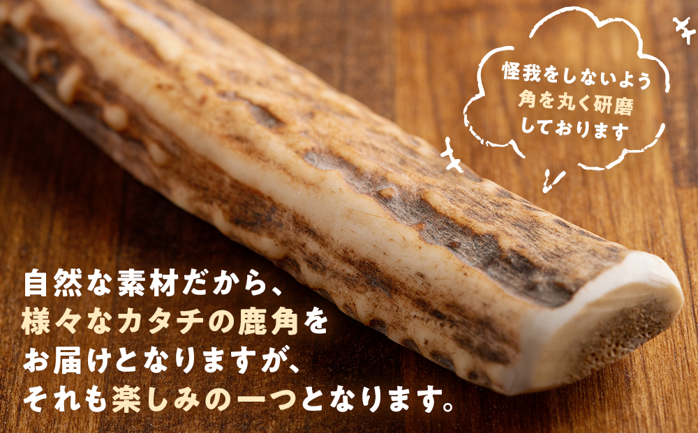 プレシカ　鹿の角　Lサイズ　（15センチ半割り１本） | 犬 ペット用 愛犬用 おもちゃ 玩具 鹿角 エゾシカ 歯みがき ガム デンタルケア ストレス発散 天然 無添加 北海道 津別町 送料無料 L
