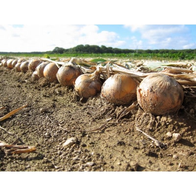 「玉ねぎが主役のドレッシング」の玉ねぎ 18kg M玉以上 混玉(9kg×2箱仕様)【配送不可地域：離島・沖縄県】