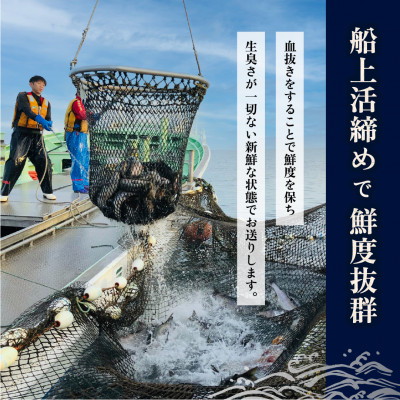 【訳あり】知床斜里産 天然秋鮭の切り身 約1.3kg 船上活締め【配送不可地域：離島・沖縄県】