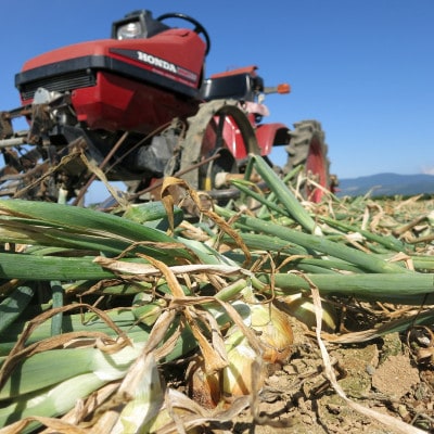 「玉ねぎが主役のドレッシング」の玉ねぎ 9kg M玉以上 混玉【配送不可地域：離島・沖縄県】