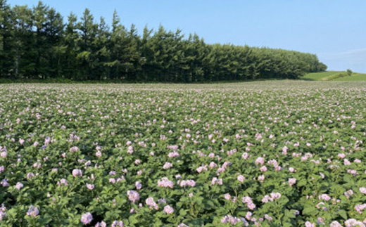 北海道しれとこ越冬熟成じゃがいも はるか 4.5kg　【配送不可地域：離島・沖縄県】