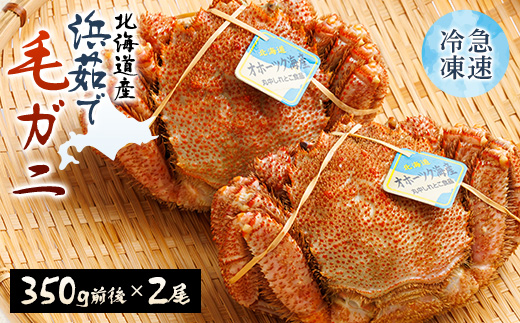 北海道産　浜茹で毛ガニ　350g前後×2尾【配送不可地域：離島・沖縄県】