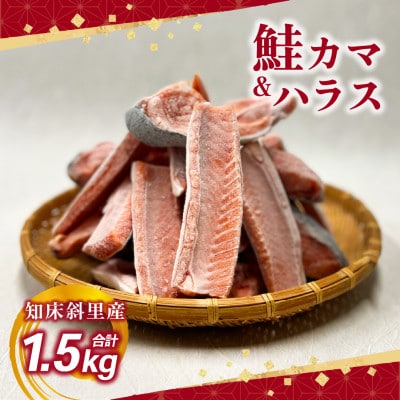 〈数量限定〉 知床斜里産 天然秋鮭カマ＆ハラス 1.5kg 船上活締め【配送不可地域：離島・沖縄県】