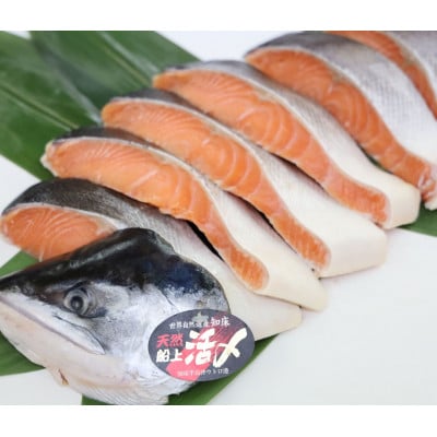 活〆 時しらず 鮭切身 中塩仕込 天然 半身 1300g 小分け 知床斜里産【配送不可地域：離島・沖縄県】