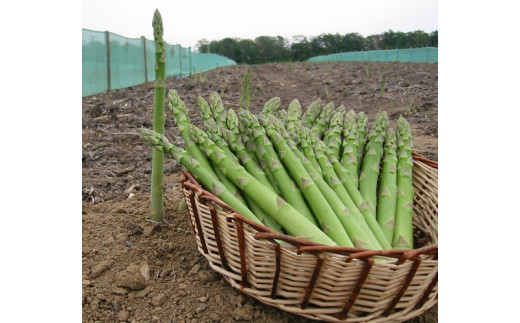 極太グリーンアスパラ【01005b】