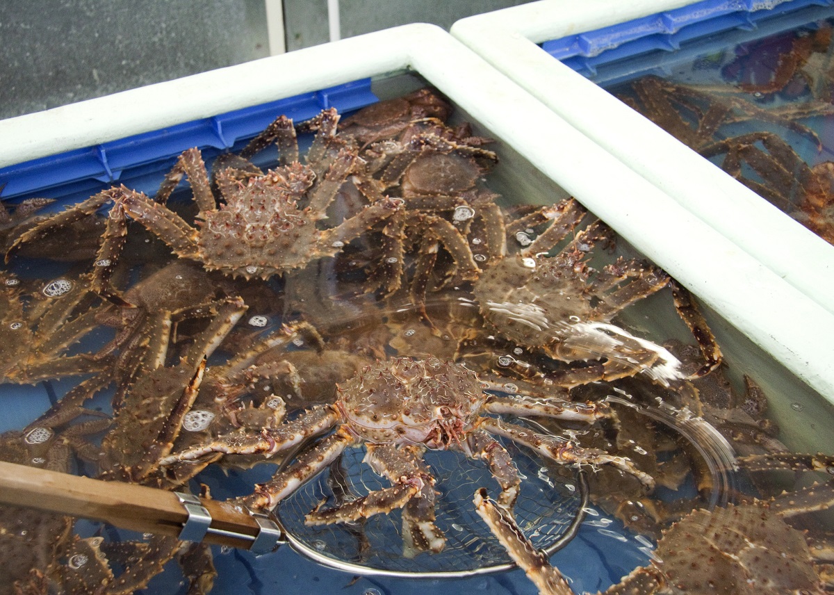 ひとくちサイズ お刺身OK！生冷凍本たらば蟹 爪先ポーション【500g】むき身【北海道産】【0304501】