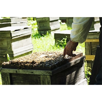 北海道産天然はちみつ　アカシア　600g【配送不可地域：離島・沖縄県】