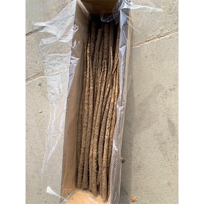 佐藤農場のごぼう＜10kg＞【配送不可地域：離島・沖縄県】