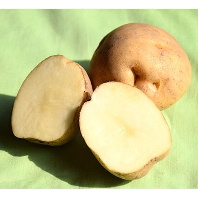 【先行受付　9月中旬以降発送】佐藤農場のじゃがいも「男爵」10kg【配送不可地域：離島・沖縄県】