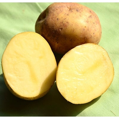 佐藤農場のじゃがいも「とうや」5kgと玉葱10kgセット【配送不可地域：離島・沖縄県】