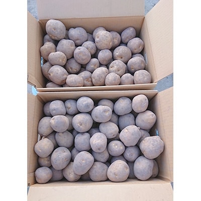 【先行受付　9月中旬以降発送】佐藤農場のじゃがいも「男爵」20kg【配送不可地域：離島・沖縄県】