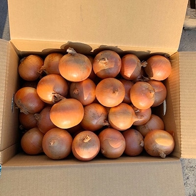 佐藤農場の玉葱20kg【配送不可地域：離島・沖縄県】