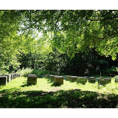 北海道産天然はちみつ　アカシア　600g【配送不可地域：離島・沖縄県】