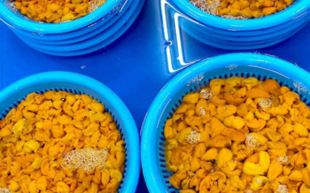 【先行予約】サロマ湖産 無添加 バフンウニ 120g（60g×2）海水パック（2026年4月以降順次発送予定） SRMA021