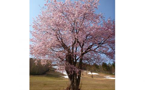 道の駅遠軽 森のオホーツク限定 カレーセット (200g×6個) ( ふるさと納税 カレー チキンカレー ほたてカレー レトルトカレー 味わい深い 限定商品 北海道 遠軽町 ) en01-00067