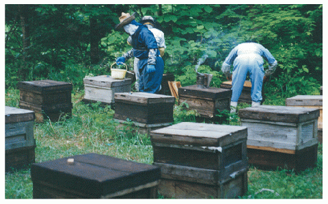 【ふるさと納税】国産純粋蜂蜜（３００g×３本） en01-00039