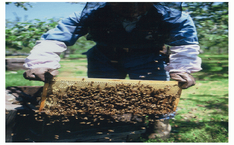 【ふるさと納税】国産純粋蜂蜜（３００g×３本） en01-00039